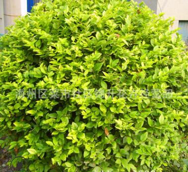 工程绿化苗木金叶女贞球 色块绿篱植物金叶女贞树苗规格齐全图2