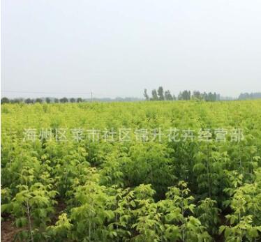 基地直销复叶槭苗绿化苗木庭院种植色块绿篱量大从优复叶槭苗图2