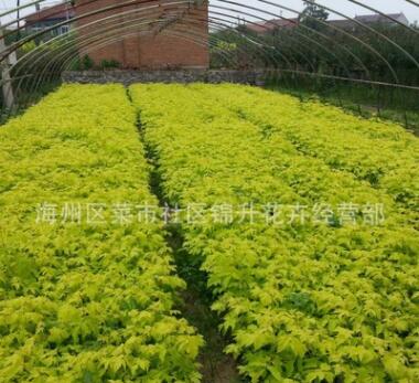 基地直销复叶槭苗绿化苗木庭院种植色块绿篱量大从优复叶槭苗图3