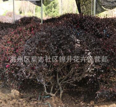 批发红花檵木球工程绿化苗木行道点缀风景美化量大从优红花继木球图2