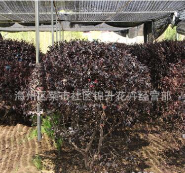 批发红花檵木球工程绿化苗木行道点缀风景美化量大从优红花继木球图3