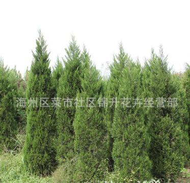 桧柏树苗基地批发行道绿化花木塔柏球护坡绿植行道观赏桧柏苗图2