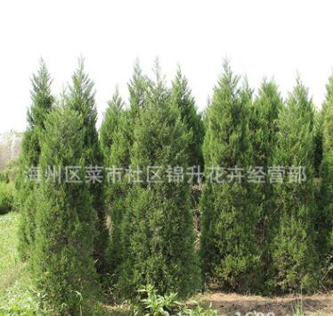 桧柏树苗基地批发行道绿化花木塔柏球护坡绿植行道观赏桧柏苗图3