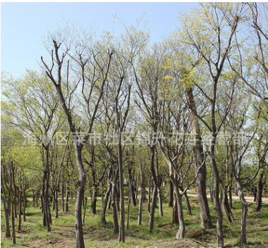 丛生朴树苗批发园林景观工程绿化苗木造型朴树树苗 朴树造型树