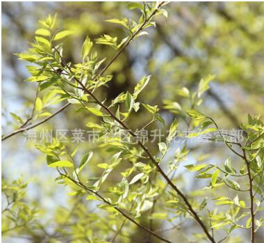 丛生朴树苗批发园林景观工程绿化苗木造型朴树树苗 朴树造型树图2