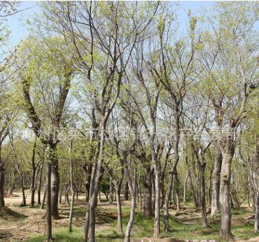 丛生朴树苗批发园林景观工程绿化苗木造型朴树树苗 朴树造型树图3