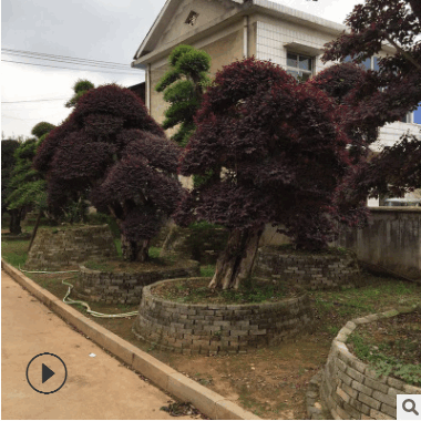 现货供应大型红继木 景观红继木价格优 自家苗圃欢迎实地考察