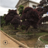 现货供应大型红继木 景观红继木价格优 自家苗圃欢迎实地考察
