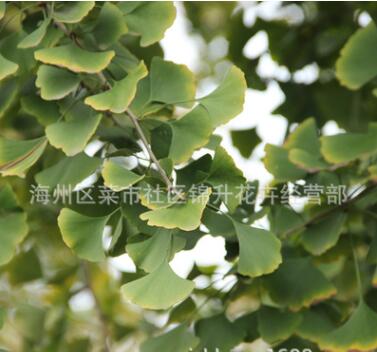 基地批发银杏树苗果树苗木庭院种植量大从优银杏苗图2