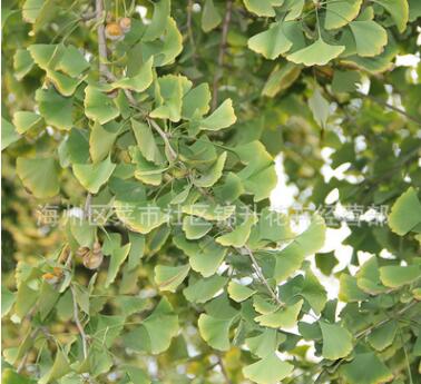 基地批发银杏树苗果树苗木庭院种植量大从优银杏苗图3