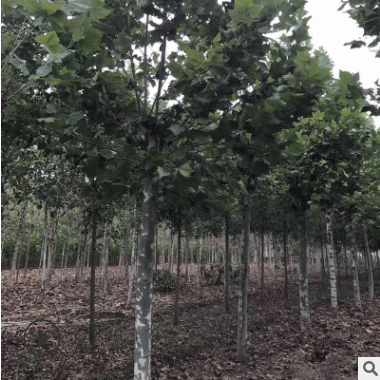 城市道路行道树法国梧桐 园林观赏风景树梧桐树 法国梧桐 可批发