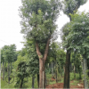 苗圃直供20-50公分再生香樟 城市绿化行道树 规格齐全价格实惠