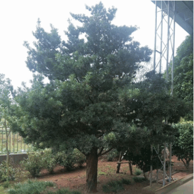 罗汉松盆栽 庭院绿化专用 罗汉松盆景树桩 精品罗汉松