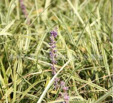 基地直销金边麦冬园林宿根花卉地被植物四季常青金边麦冬图2