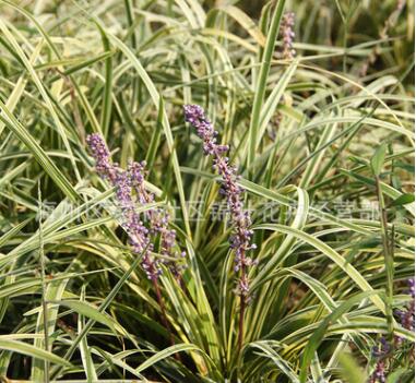 基地直销金边麦冬园林宿根花卉地被植物四季常青金边麦冬