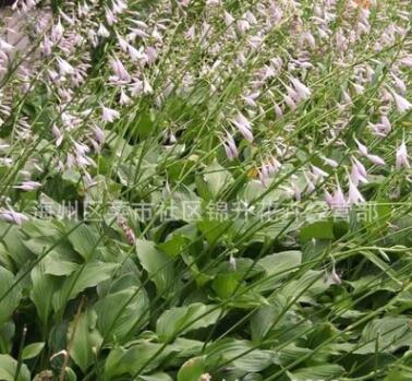 基地批发玉簪苗 宿根花卉 紫花玉簪小苗 庭院观赏节庆组合玉簪图2