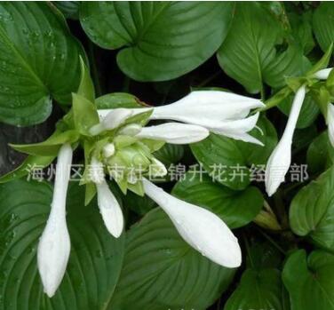 基地批发玉簪苗 宿根花卉 紫花玉簪小苗 庭院观赏节庆组合玉簪图3