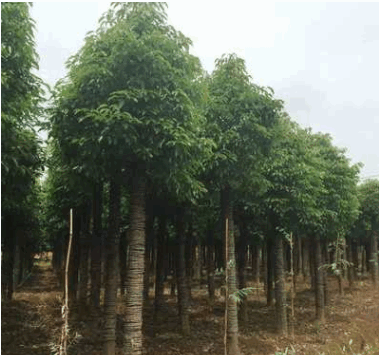 苗圃供应 截杆移植香樟 园林绿化香樟 香樟树苗 香樟价格
