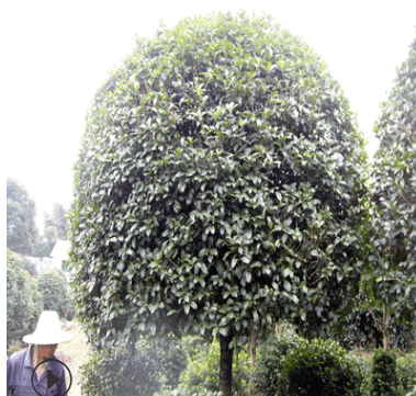 批发15公分桂花树16公分桂花树 各种桂花树苗 价格优惠
