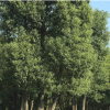 园林风景树香樟树 20公分香樟树价格优 常绿大乔木 香樟树规格全