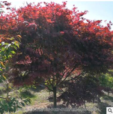 红枫 彩色观叶植物 精品红枫树乔木 嫁接红枫苗图2