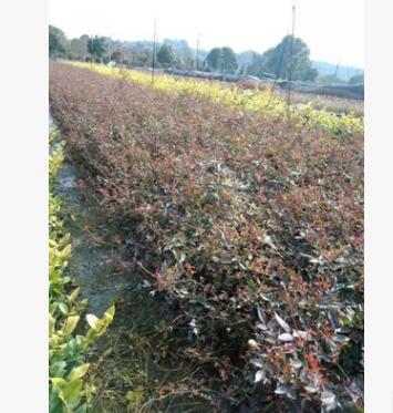 工程绿化小苗图2