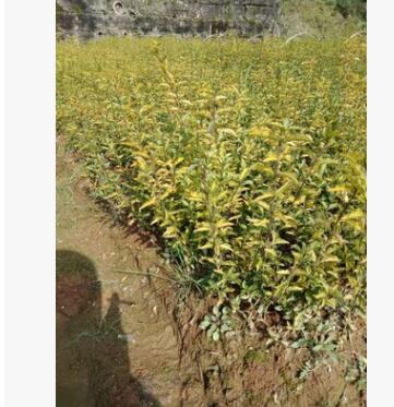 工程绿化小苗图3