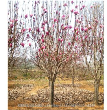 紫玉兰树 基地直销行道树绿化 玉兰树庭院种植图2