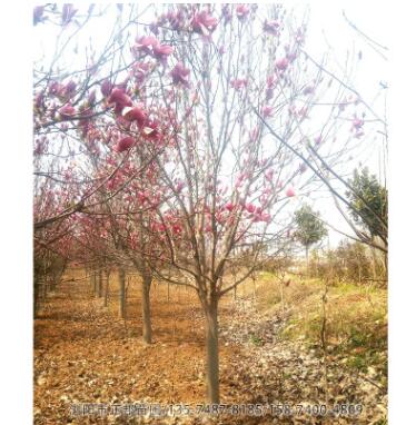 紫玉兰树 基地直销行道树绿化 玉兰树庭院种植图3