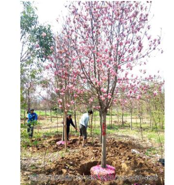 紫玉兰树 基地直销行道树绿化 玉兰树庭院种植