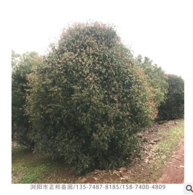 丛生桂花 基地供应优质桂花树 造型好土球好成活率高图2