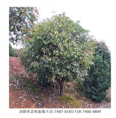 丛生桂花 基地供应优质桂花树 造型好土球好成活率高图3