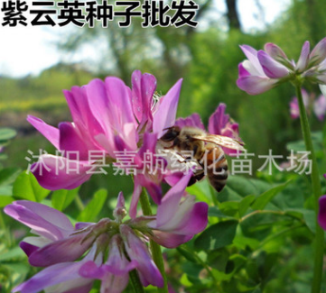 紫云英种子红花草食用野菜 养蜂蜜源 绿肥植物光叶紫花苕牧草种子
