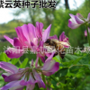 紫云英种子红花草食用野菜 养蜂蜜源 绿肥植物光叶紫花苕牧草种子