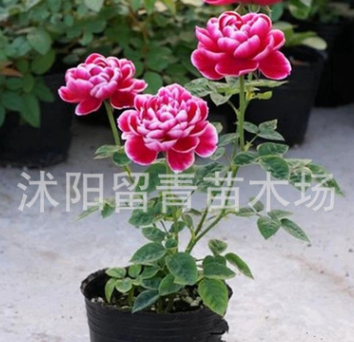 新品日本月季苗 玛丽玫瑰盆栽 经典品种 富贵牡丹气质