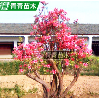 湖南基地直销丛生映山红 杜鹃满山红 庭院绿化观花类映山红盆景