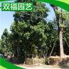 厂家生产 正绿化重阳木苗木种子 工程重阳树木