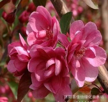 北美海棠 美国海棠 海棠小苗树苗工程苗 造型盆景 园林绿化行道树图2