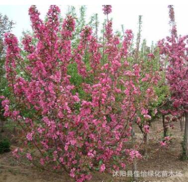 北美海棠 美国海棠 海棠小苗树苗工程苗 造型盆景 园林绿化行道树图3