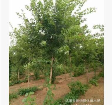供应枫树 枫树小苗 枫树树苗工程苗 园林绿化小苗 行道树公园绿化图2