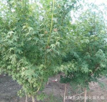 供应枫树 枫树小苗 枫树树苗工程苗 园林绿化小苗 行道树公园绿化图3