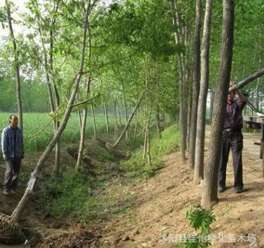 供应枫杨树苗 枫杨小苗 枫杨树 枫杨 工程苗绿化园林苗木庭院树图3