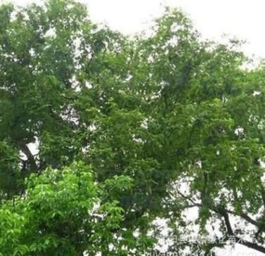 供应枫杨树苗 枫杨小苗 枫杨树 枫杨 工程苗绿化园林苗木庭院树图2