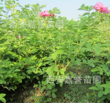 批发供应四季玫瑰盆景 四季玫瑰盆栽 四季玫瑰 根系发达图3