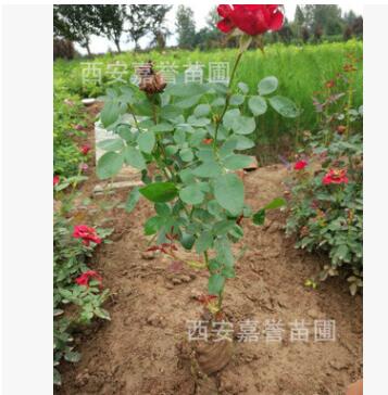 批发供应四季玫瑰盆景 四季玫瑰盆栽 四季玫瑰 根系发达图2