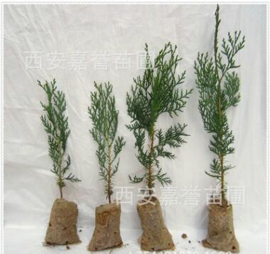 批发供应侧柏苗 净化空气侧柏树 侧柏苗基地 树形饱满图2