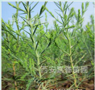 批发供应侧柏苗 净化空气侧柏树 侧柏苗基地 树形饱满图3