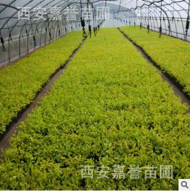 农家直销金叶榆 金叶榆工程苗 金叶榆小苗 树形优美图3