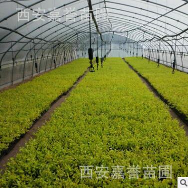 农家直销金叶榆 金叶榆工程苗 金叶榆小苗 树形优美图2