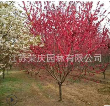苗圃低价批发紫叶桃 红叶碧桃 紫叶碧桃树苗庭院植物工程绿化苗木图3